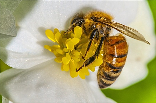 蜜蜂,秋海棠