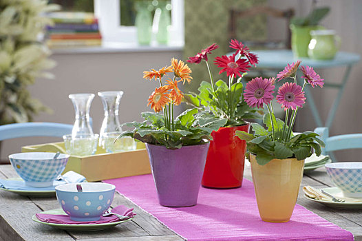 非洲菊,彩色,种植器皿,桌饰