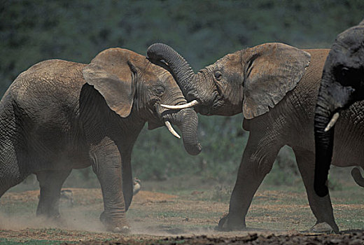 南非,阿多大象国家公园,雄性动物,大象,非洲象,杆柱,靠近,水潭