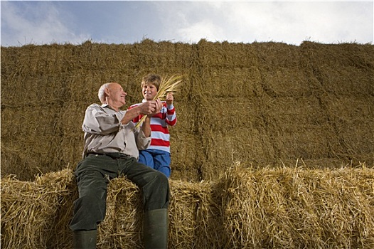 农民,孙子,坐,一堆,干草包