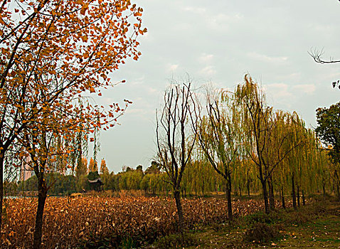 陶冲湖风光