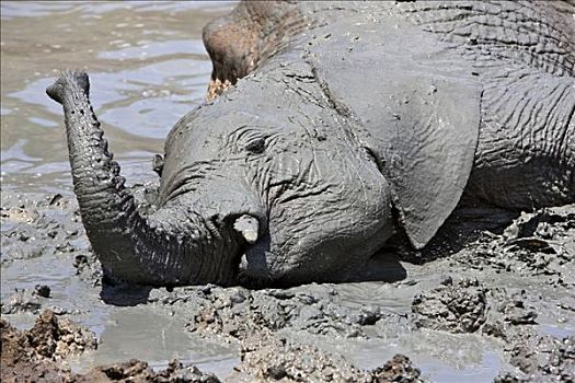肯尼亚,查沃,东方,幼兽,大象,享受,泥,沐浴,重要