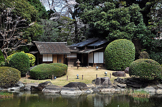 日本东京国立博物馆日本樱花