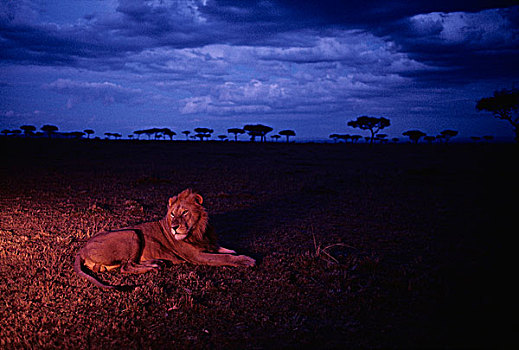 非洲,肯尼亚,马塞马拉野生动物保护区,成年,雄性,狮子,休息,热带草原,黄昏