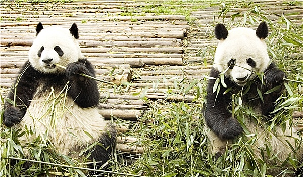 两个,熊猫,进食