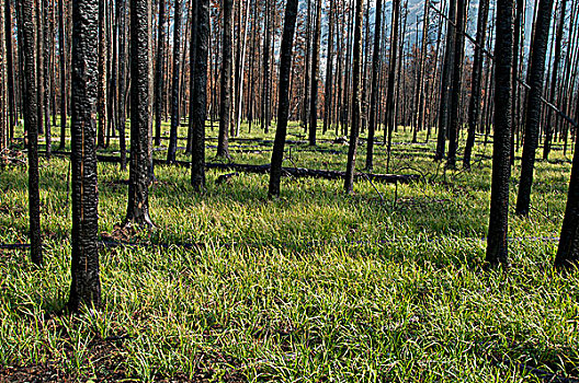 2008年,森林火灾,结果,烧,松树,碧玉国家公园,艾伯塔省,加拿大