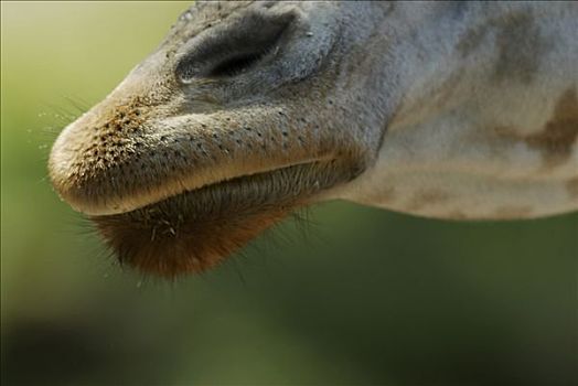 口鼻部,长颈鹿