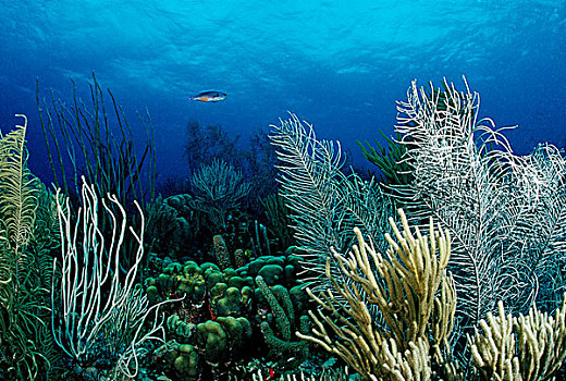 珊瑚礁,博奈尔岛,荷属列斯群岛,加勒比海