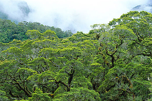 树,峡湾国家公园,南岛,新西兰