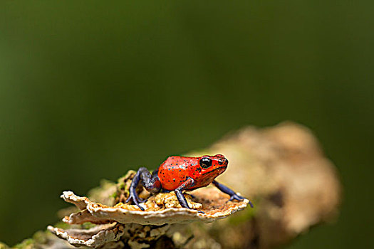 草莓箭毒蛙,毒物,箭头,青蛙,雨林,地面,哥斯达黎加