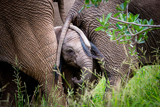 小象,非洲象,站立,两个,尾部,上方,脸,象鼻,卷曲,青草