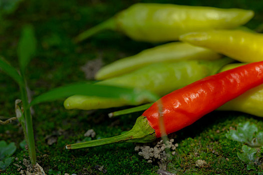 小米辣,又名小米椒,产于中国大陆的云南,是制作泡椒的主要材料