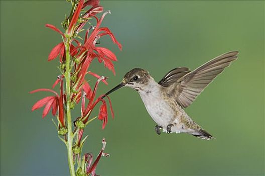 蜂鸟,不成熟,雄性,飞行,山梗莱属植物,图森,亚利桑那,美国