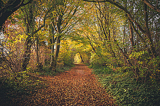 童话,树林,秋天,彩色,树,秋色,遮盖,小路,秋叶