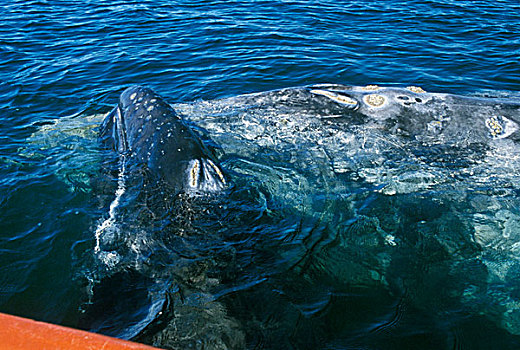 墨西哥,下加利福尼亚州,泻湖,灰鲸,幼兽