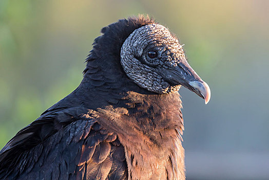 黑美洲鹫,大沼泽地国家公园,佛罗里达,美国,北美