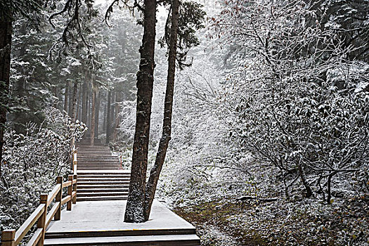 雪,地面,树林,黄龙,文化遗产,场所,四川