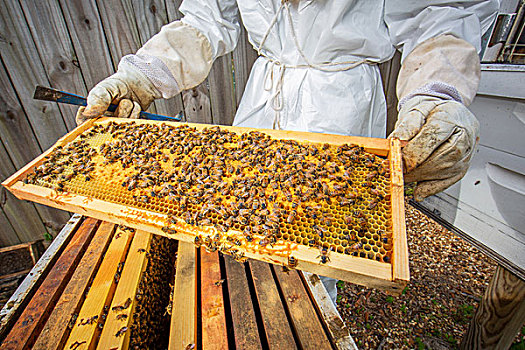 养蜂人,拿着,蜂窝,蜜蜂,腰部