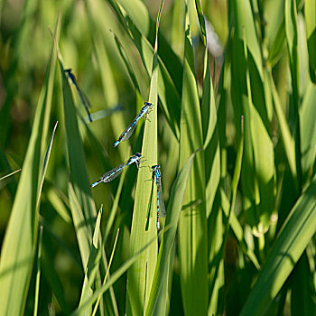蜻蜓,树叶,赖丁山国家公园,曼尼托巴,加拿大