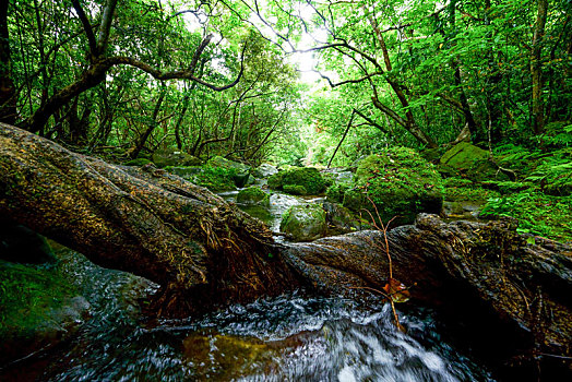 树林,岛屿,冲绳,日本