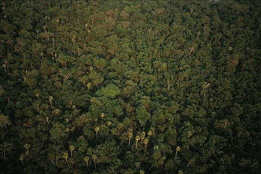 热带森林,巴西
