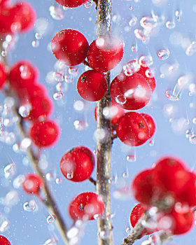 乔木,嫩枝,红色浆果,水中