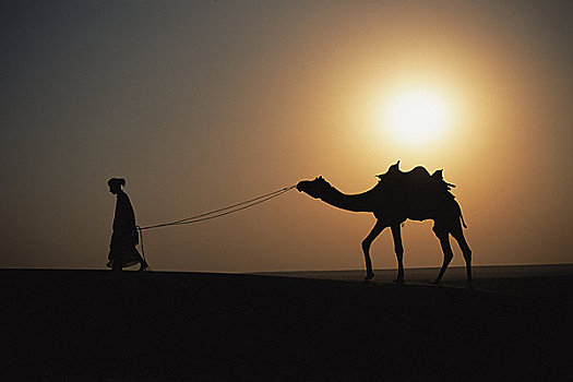 剪影,男人,骆驼,日落,斋沙默尔,印度