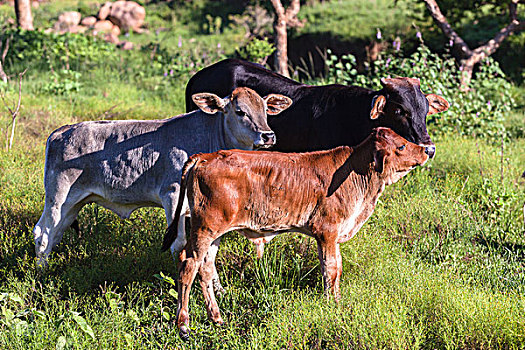 母牛,动物,乡村,山谷