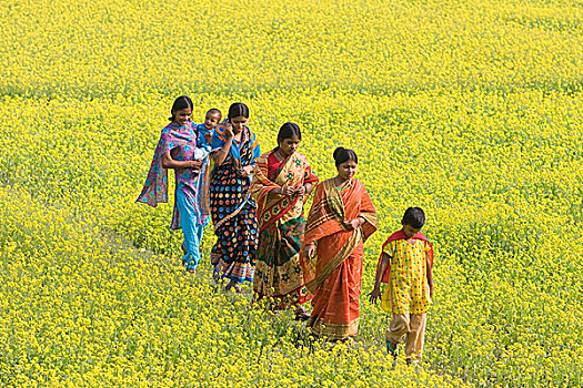孟加拉人,乡村,家庭,走,芥末,地点,孟加拉,一月,2009年