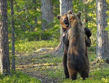 棕熊,一对,争斗,芬兰