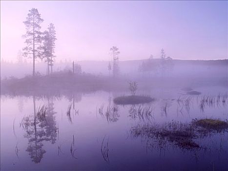 山谷,地面,薄雾,挪威,斯堪的纳维亚,北欧