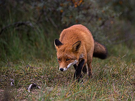 红狐,北荷兰,荷兰,欧洲