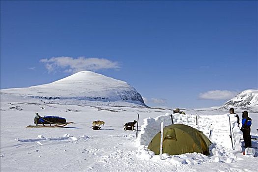 挪威,高,高原,越野滑雪,露营,游览,狗拉雪橇,团队,帐篷,防护,冰块,墙壁,角,帐蓬