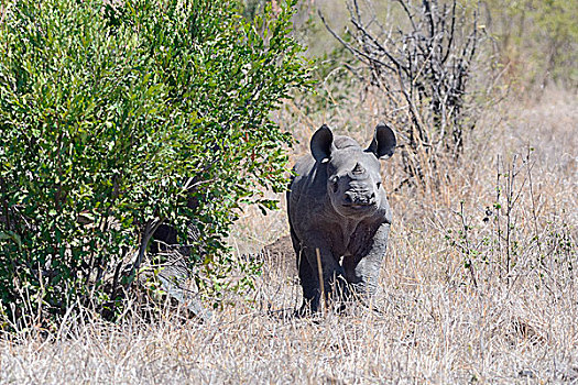 黑犀牛,幼兽,站立,干草,克鲁格国家公园,南非,非洲