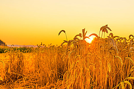小麦,日出