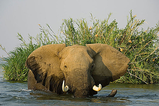 非洲象,雄性动物,水,赞比西河,赞比西河下游国家公园,赞比亚,非洲