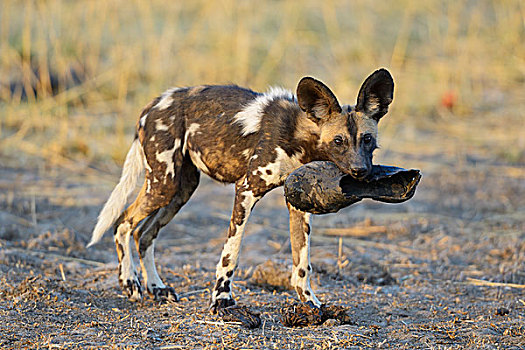 非洲野狗,非洲野犬属,老,鞋,嘴,南卢安瓜国家公园,赞比亚,非洲