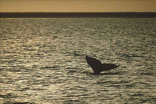 灰鲸,尾部,日落,北下加利福尼亚州,墨西哥