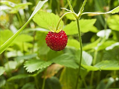 野草莓,植物
