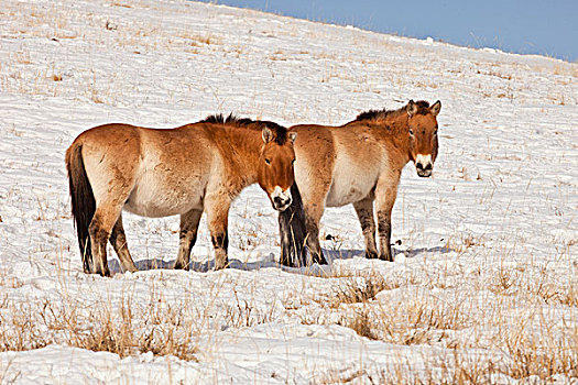 马,一对,冬天,国家公园,蒙古