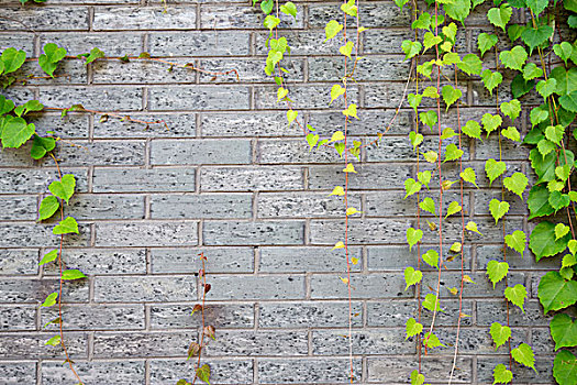 绿色,攀缘植物,砖墙