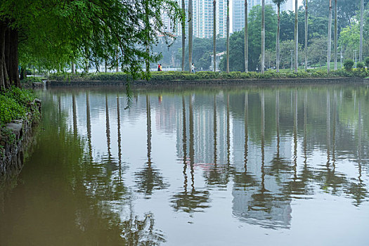 广州2023年春季广州天河公园水杉与湖水倒影