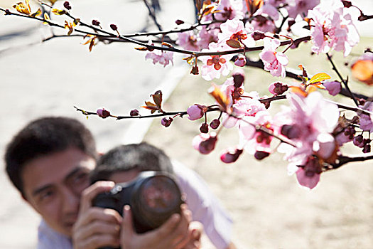 父亲,帮助,儿子,拿,照片,樱花,枝条,春天,北京