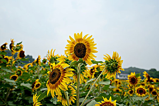 向日葵,向阳花