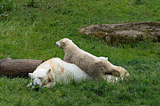 北极熊,女性,幼兽,6个月,慕尼黑,上巴伐利亚,巴伐利亚,德国,欧洲