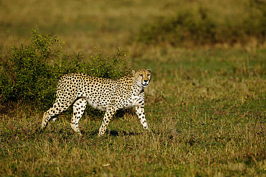 印度豹,猎豹,寻找,捕食,早晨,亮光,塞伦盖蒂,裂谷省,肯尼亚,非洲