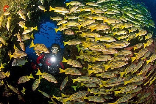 潜水,后面,成群,鲷鱼,四带笛鲷,岛屿,哥斯达黎加,中美洲