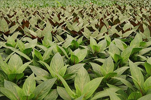 阳台植物,凤仙花属植物,乐园