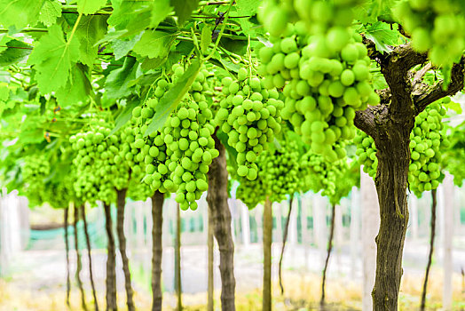 葡萄园里一串串未成熟的青葡萄绿葡萄
