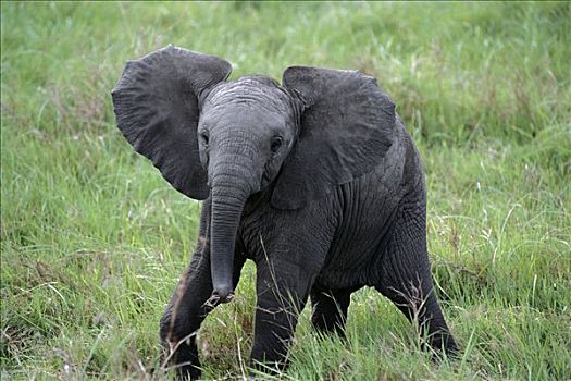 非洲象,幼兽,马赛马拉,肯尼亚